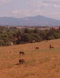 L'area di Tor Carbone prima delle edificazioni